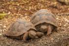 Ecuador-Galapagos National Park-Santa Cruz Island. Giant tortoise young. Art Print